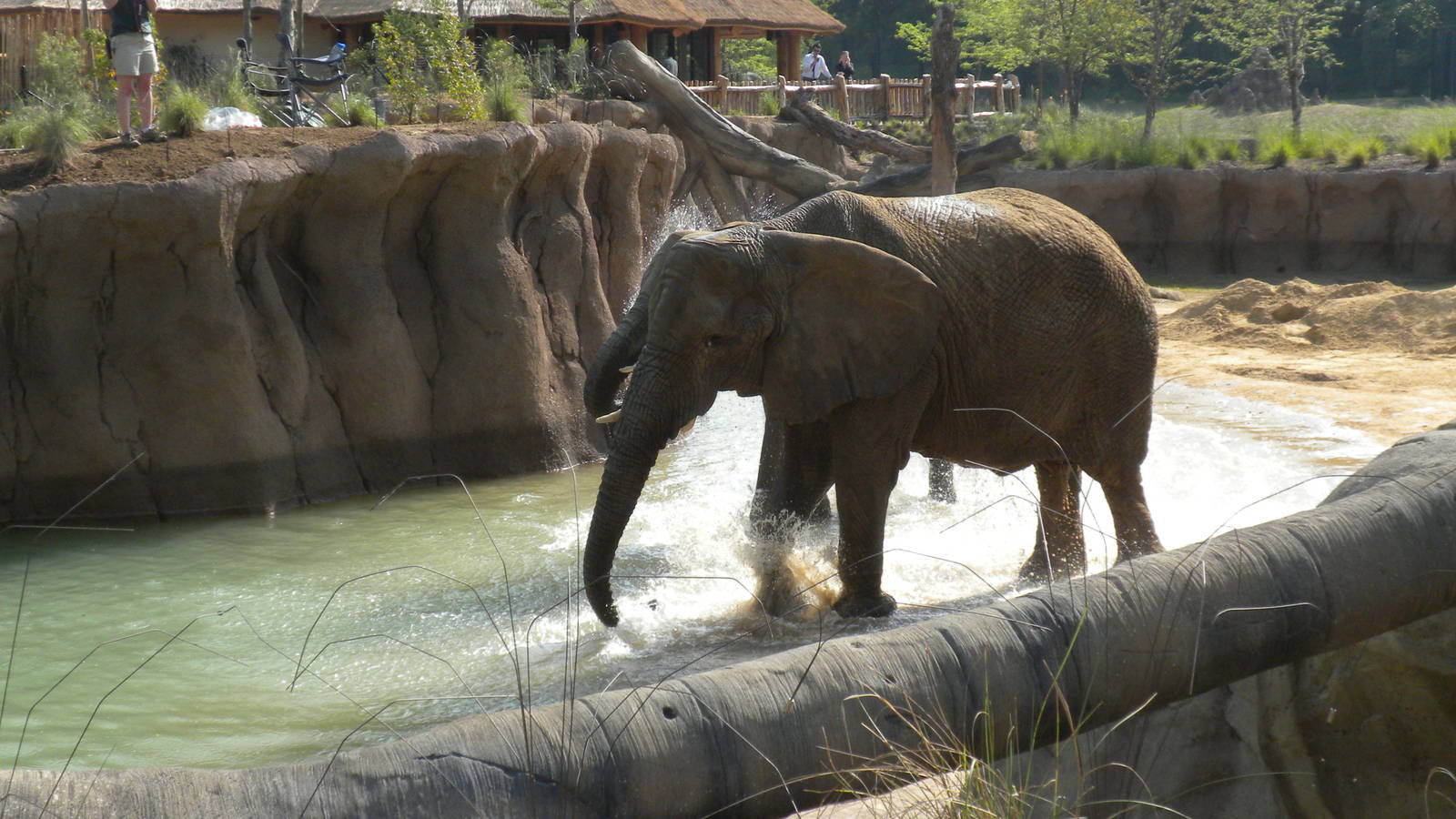 Jenny and Gypsy's first day in the Savanna