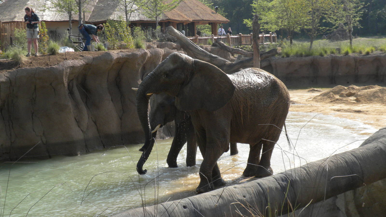 Jenny and Gypsy's first day in the Savanna