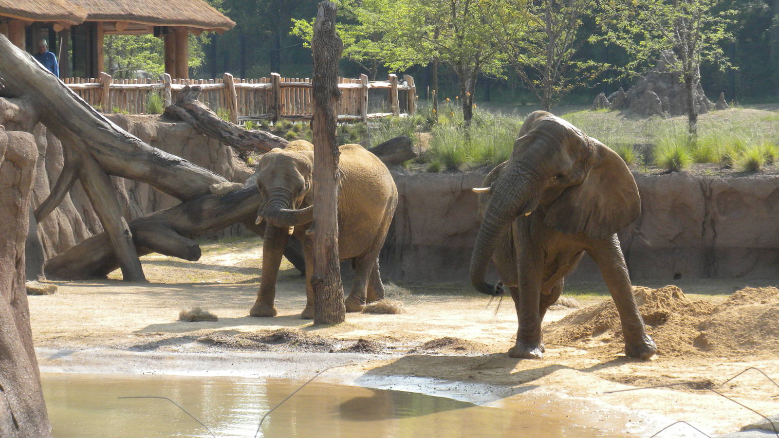 Jenny and Gypsy's first day in the Savanna