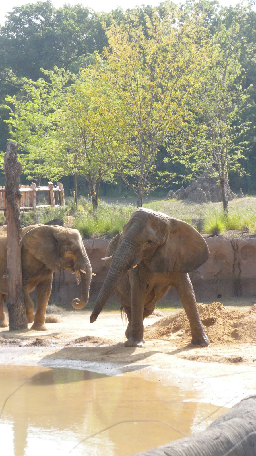 Jenny and Gypsy's first day in the Savanna