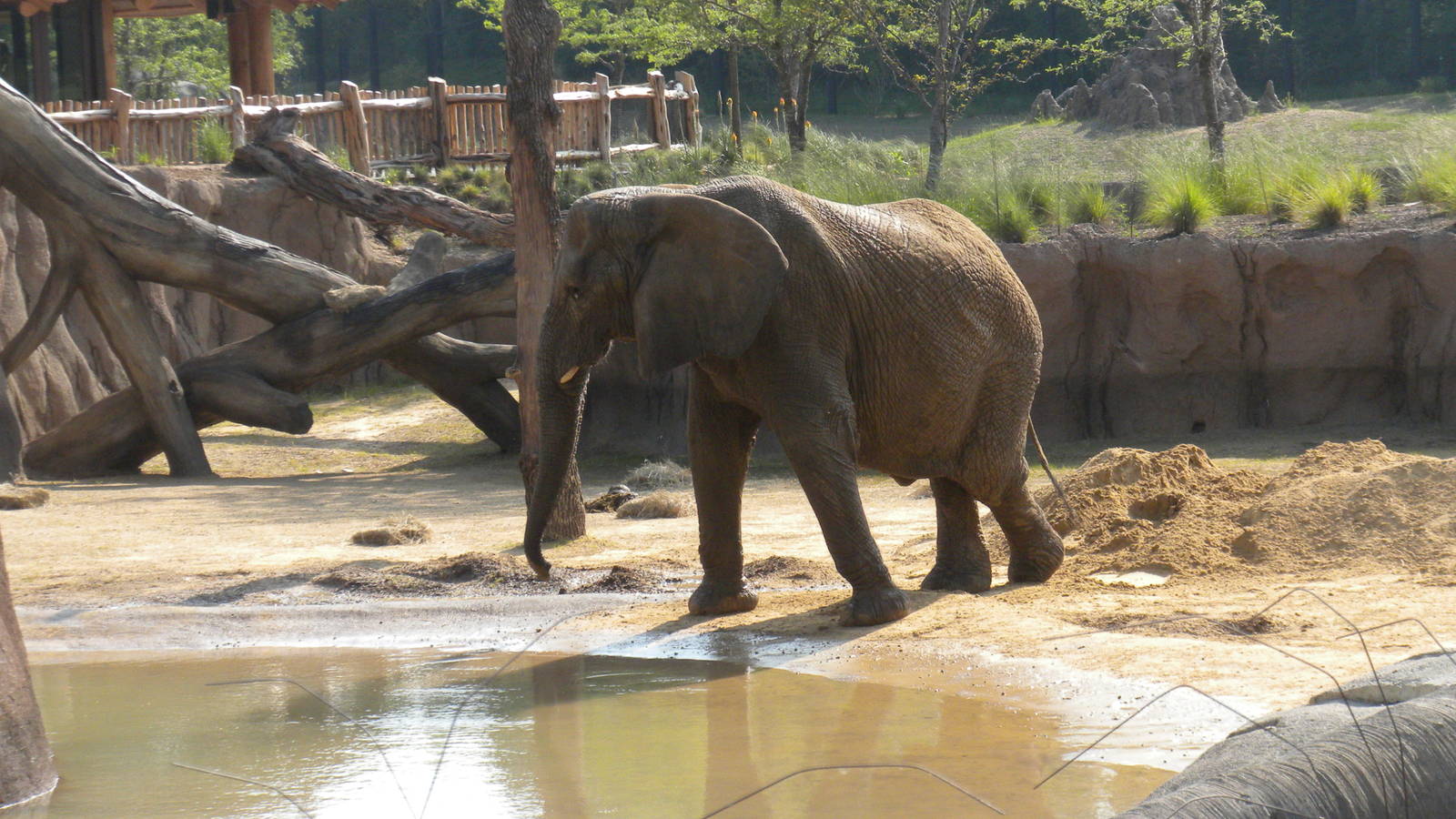 Jenny and Gypsy's first day in the Savanna