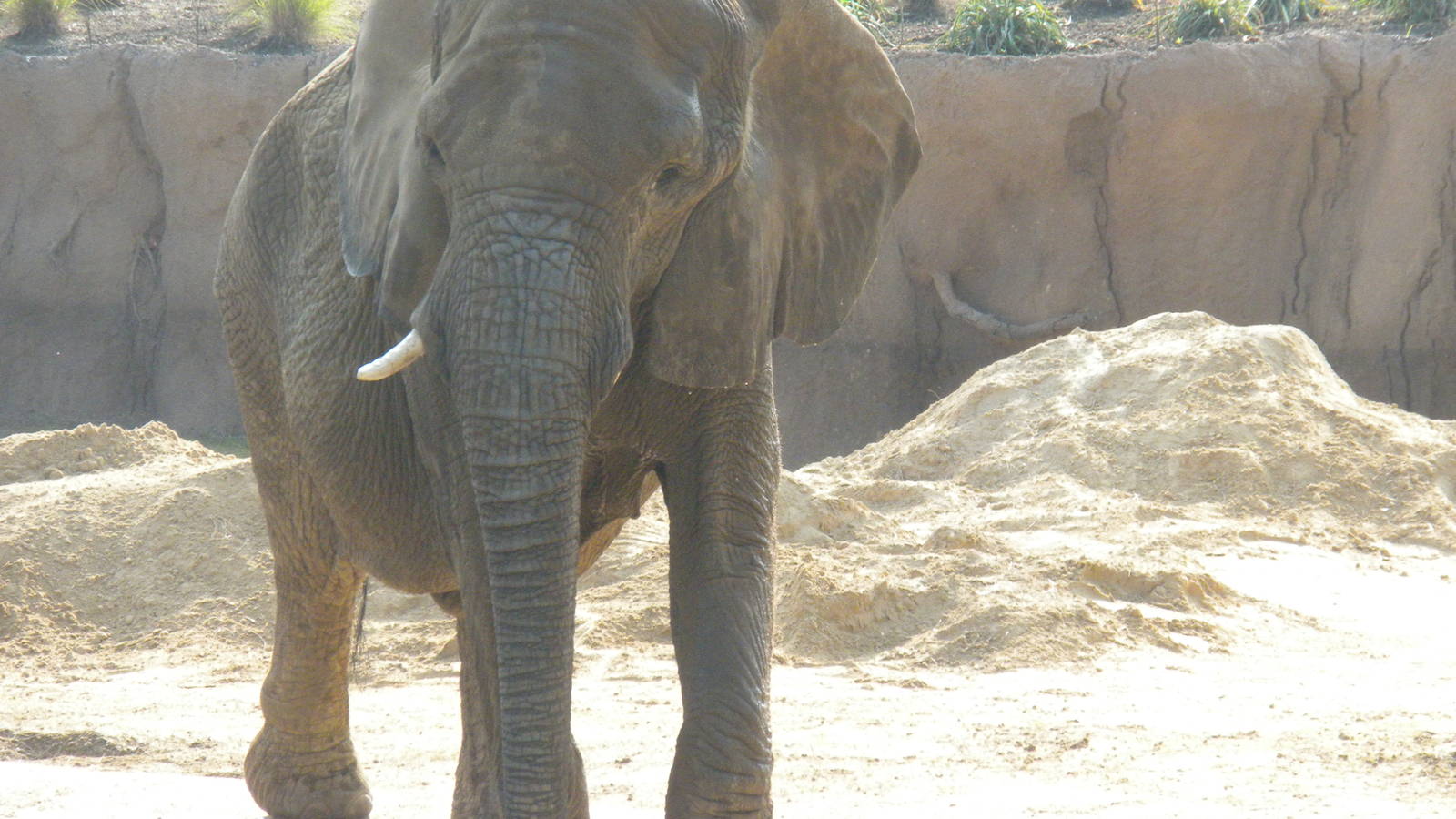 Jenny in the Savanna
