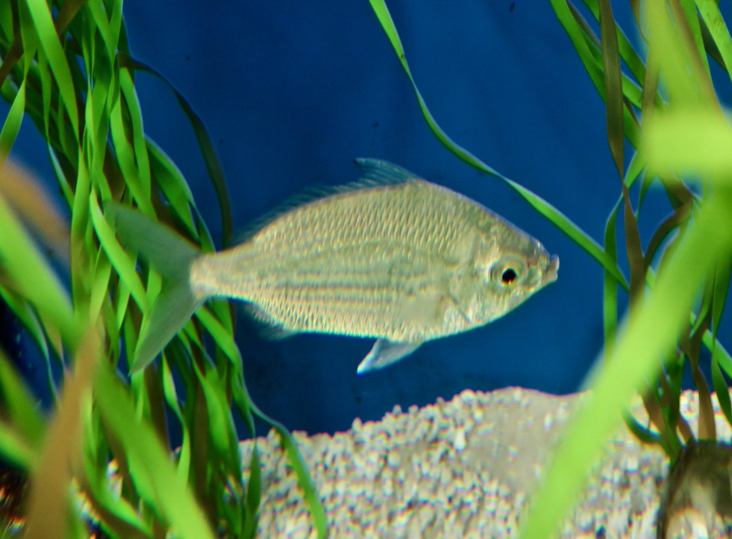 Jenny Mojarra (Eucinostomus gula)