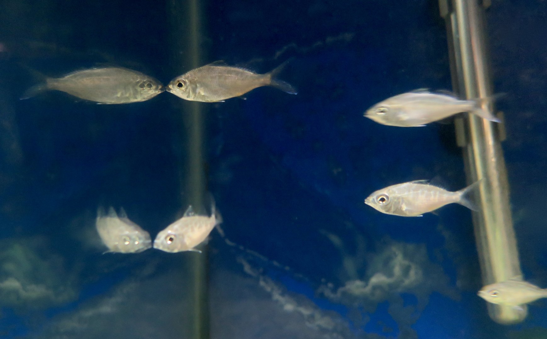 Jenny Mojarra (Eucinostomus gula)