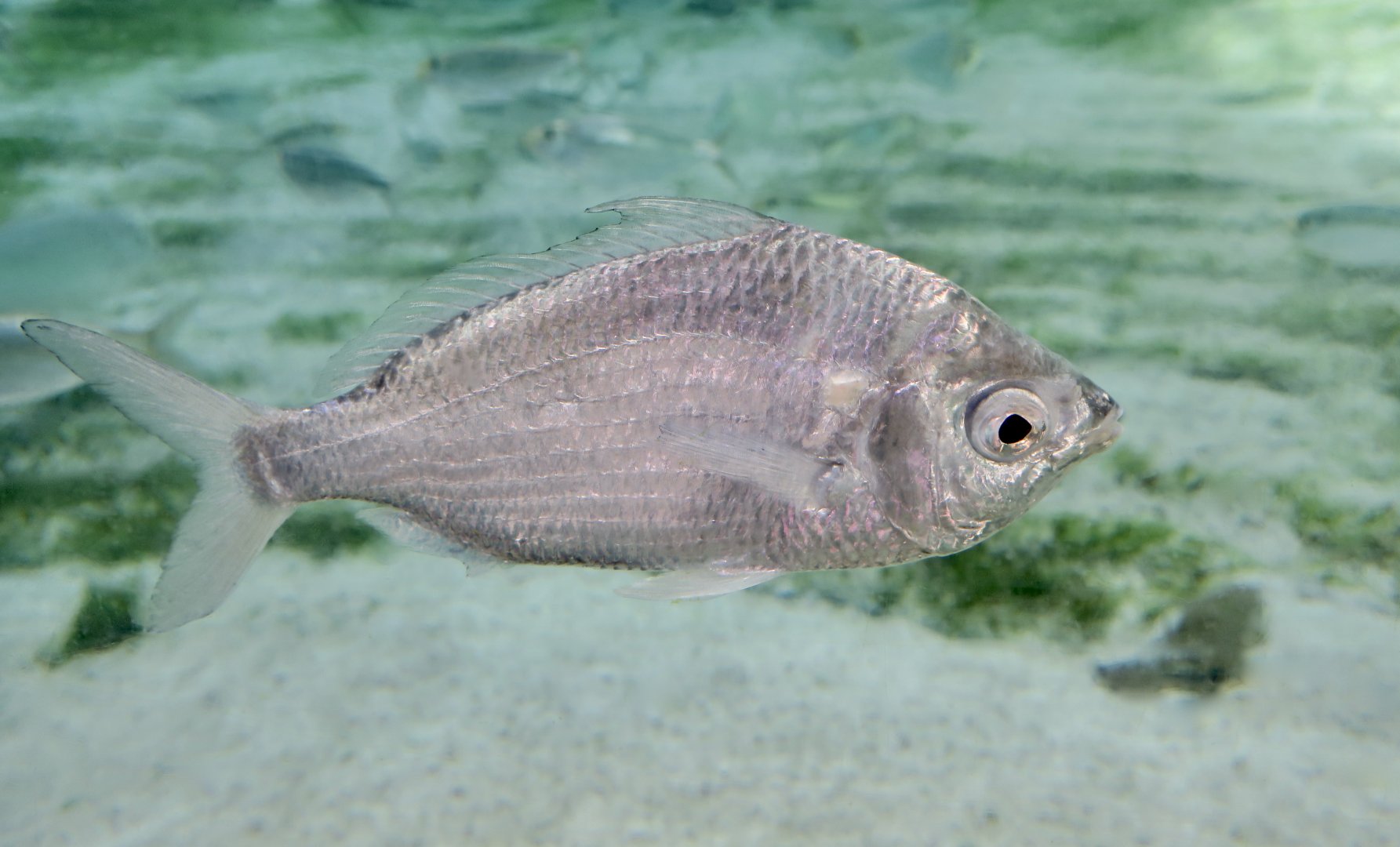 Jenny Mojarra (Eucinostomus gula)