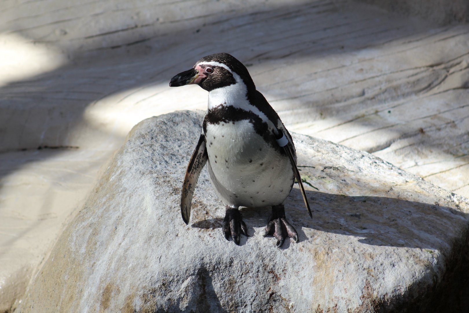 "Jenny" the Penguin