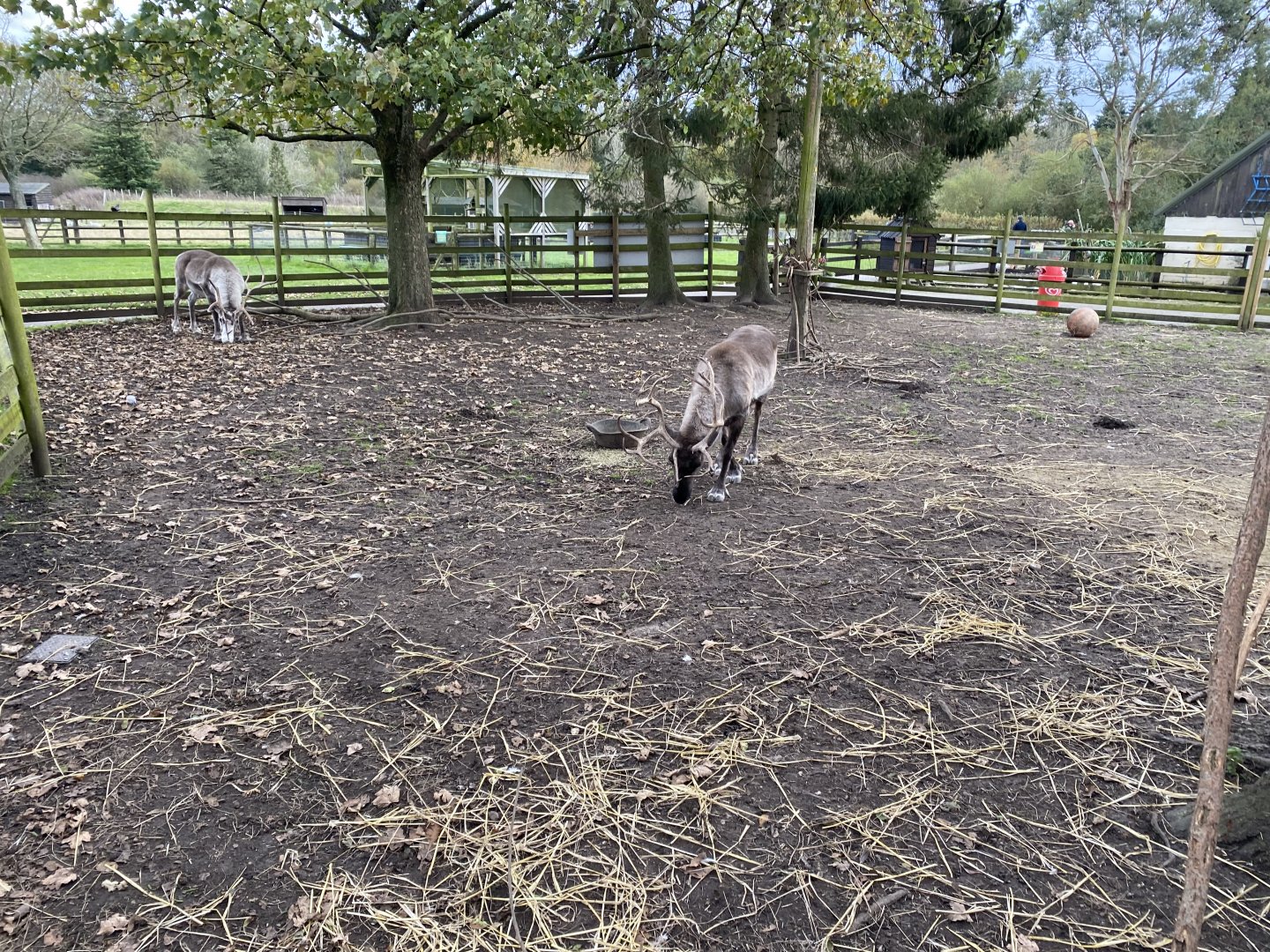 Jenny Wren Farm - Domestic reindeer 061121