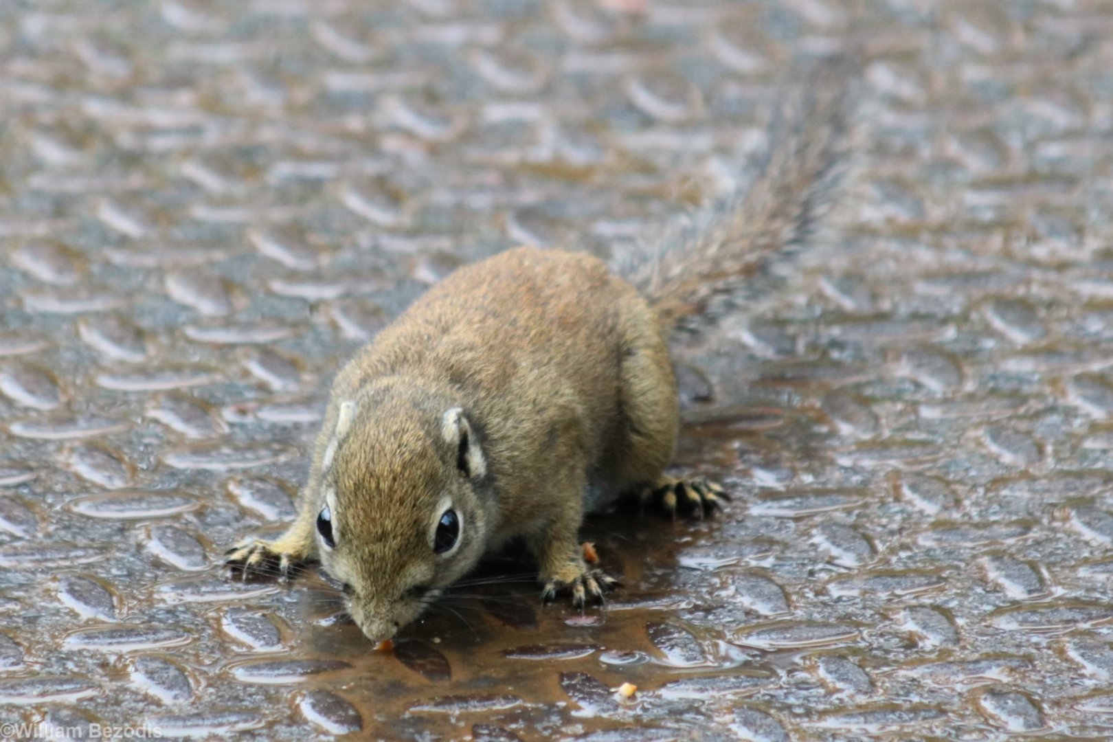 Jentinck's Squirrel - Mount Kinabalu