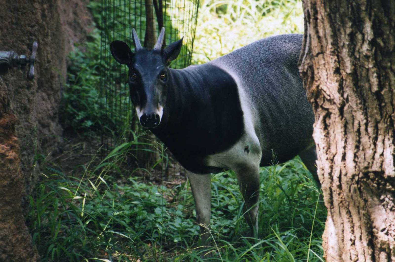 Jentink Duiker