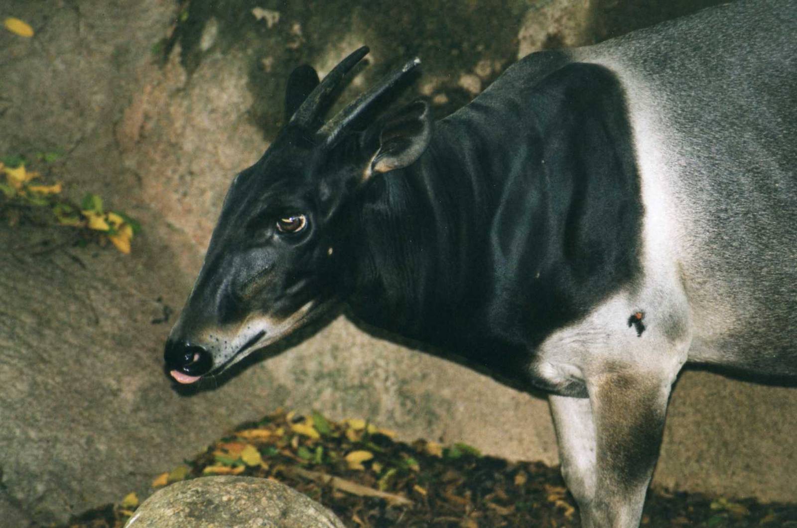 Jentink Duiker