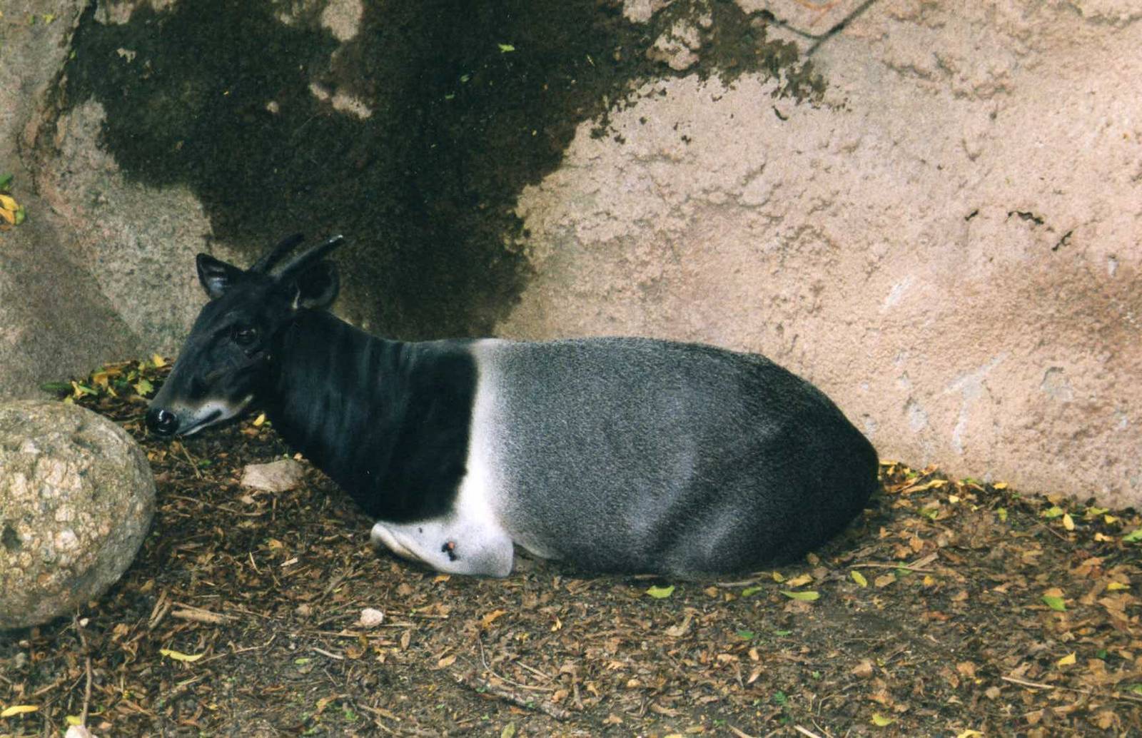 Jentink Duiker