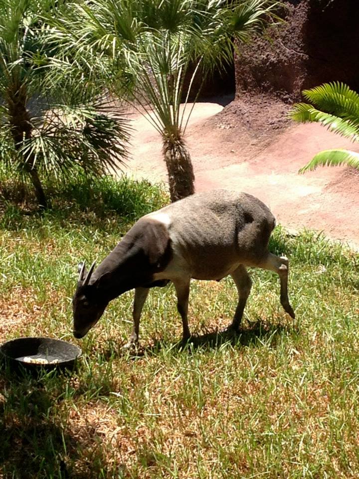 Jentinks duiker (Cephalophus jentinki)