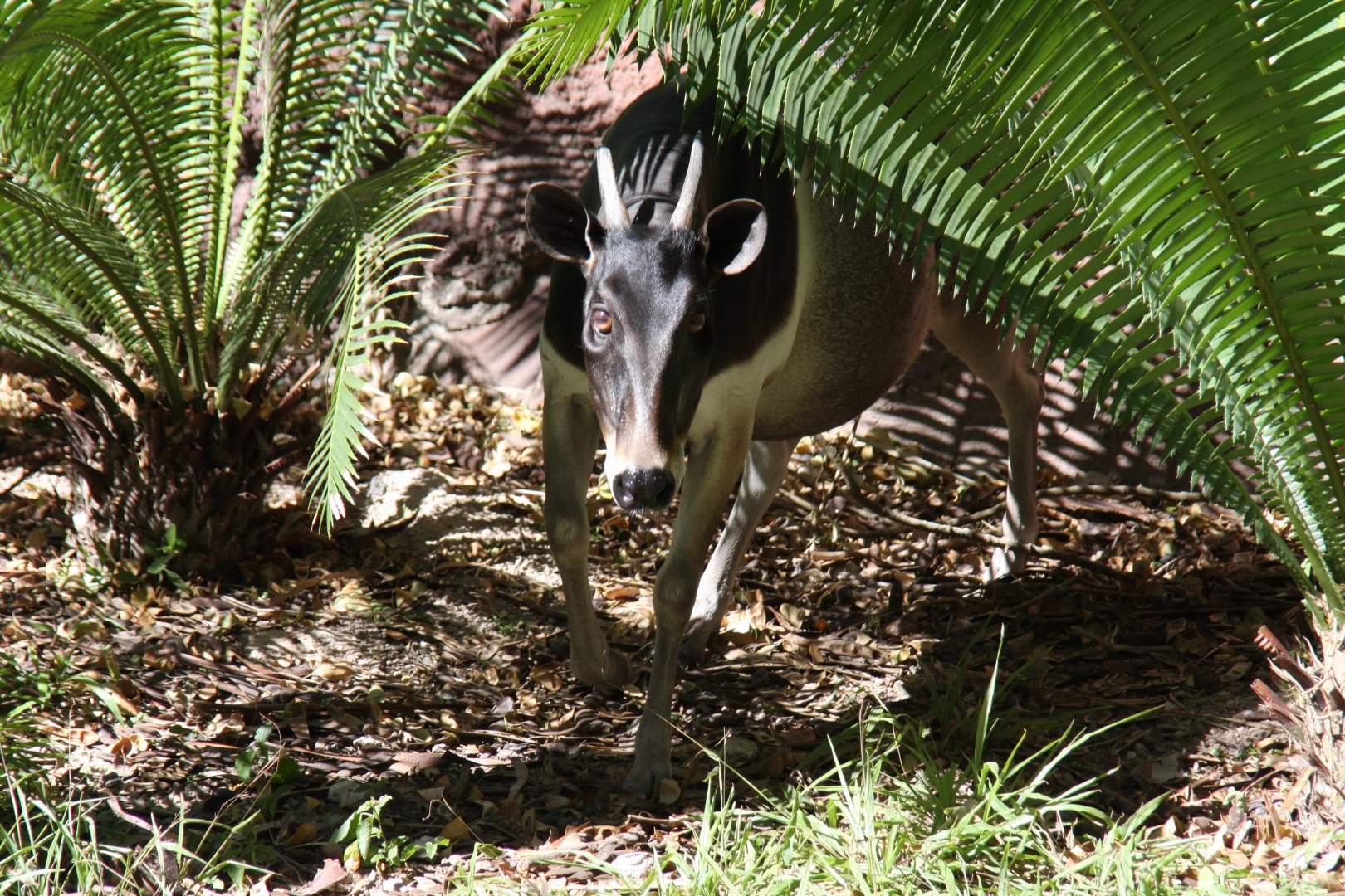 Jentink's duiker (Cephalophus jentinki)