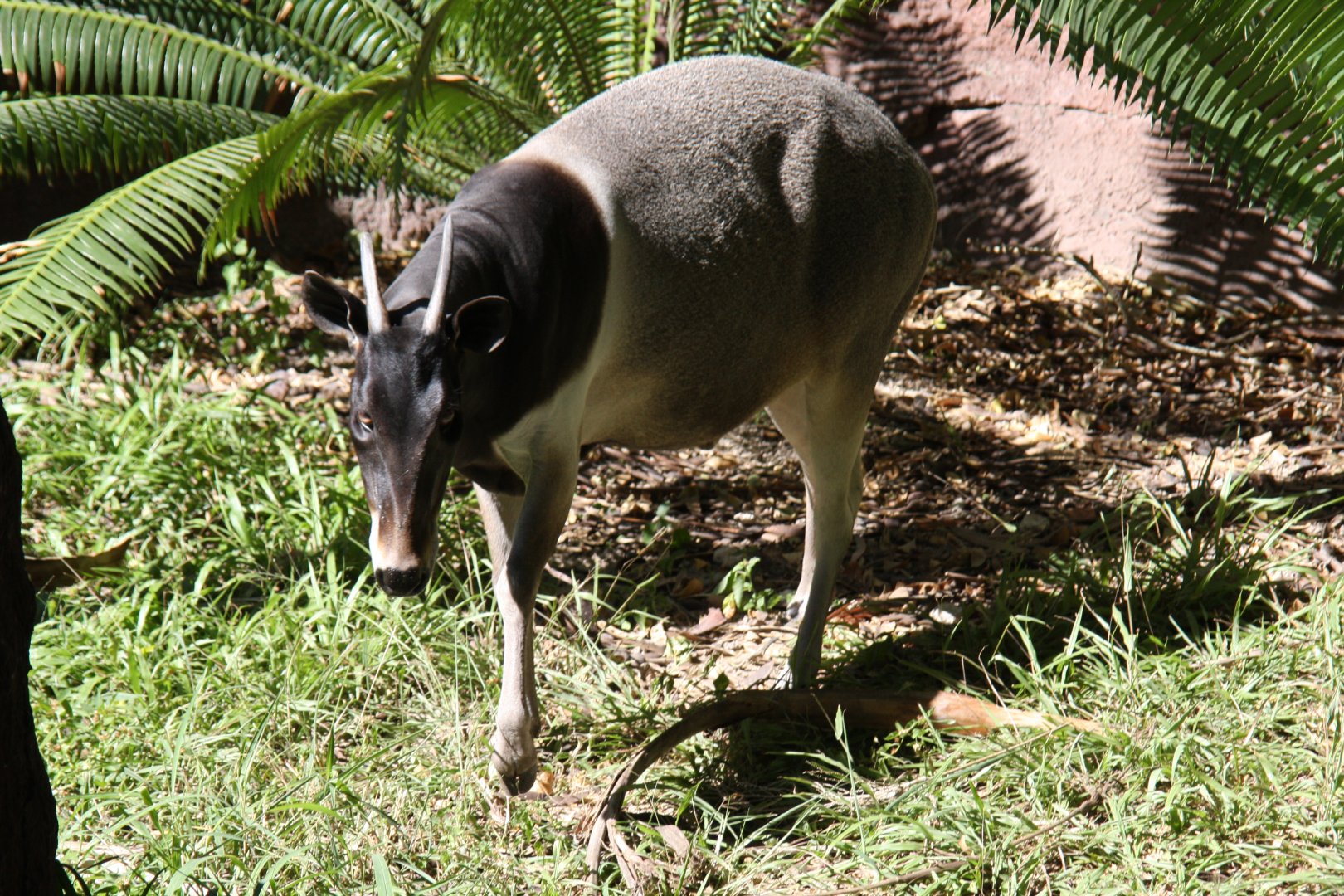 Jentink's duiker (Cephalophus jentinki)