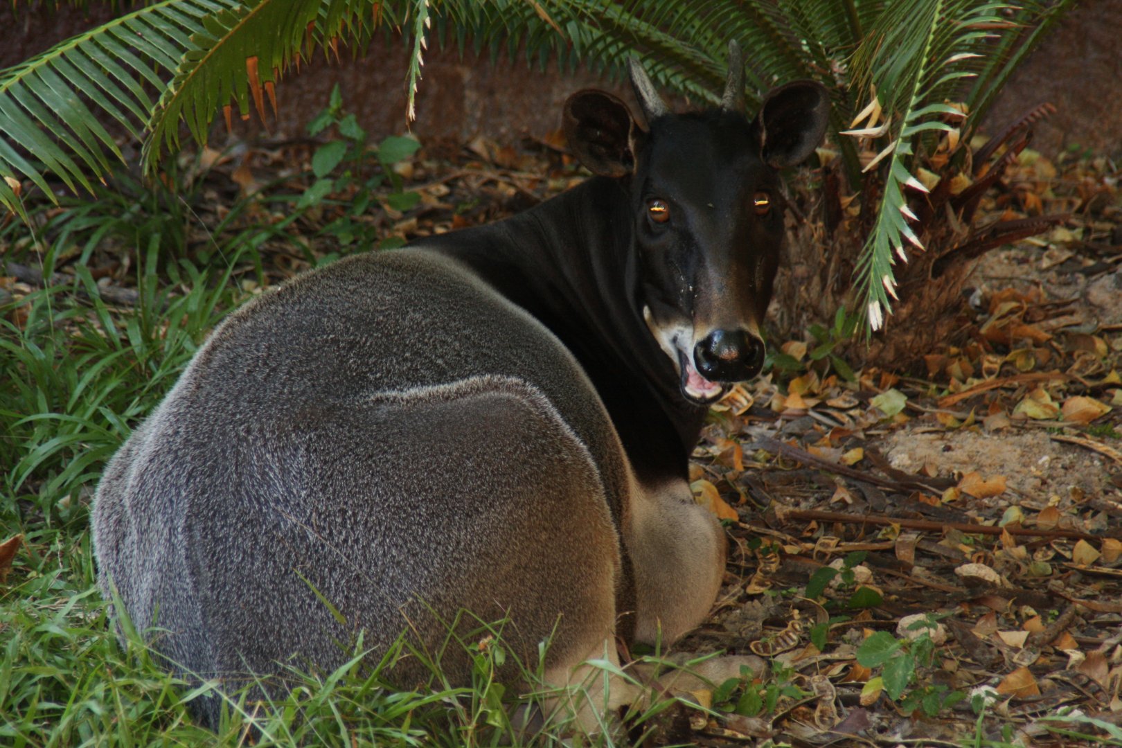 Jentink's duiker (Cephalophus jentinki)