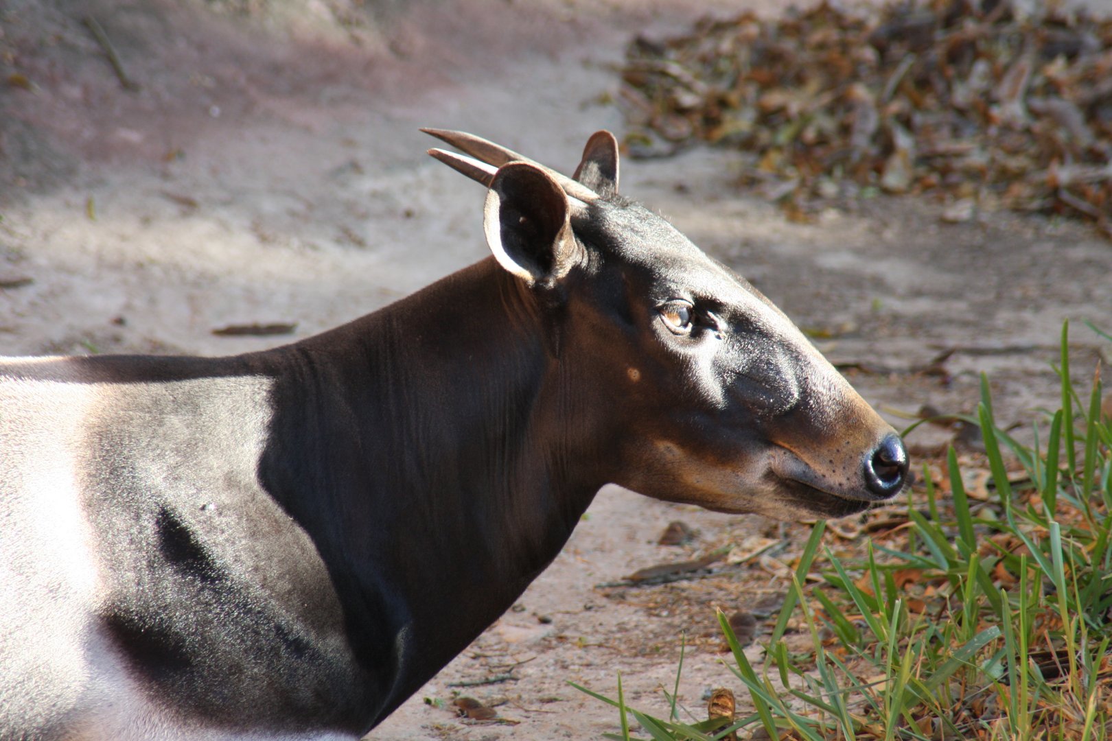 Jentink's duiker (Cephalophus jentinki)