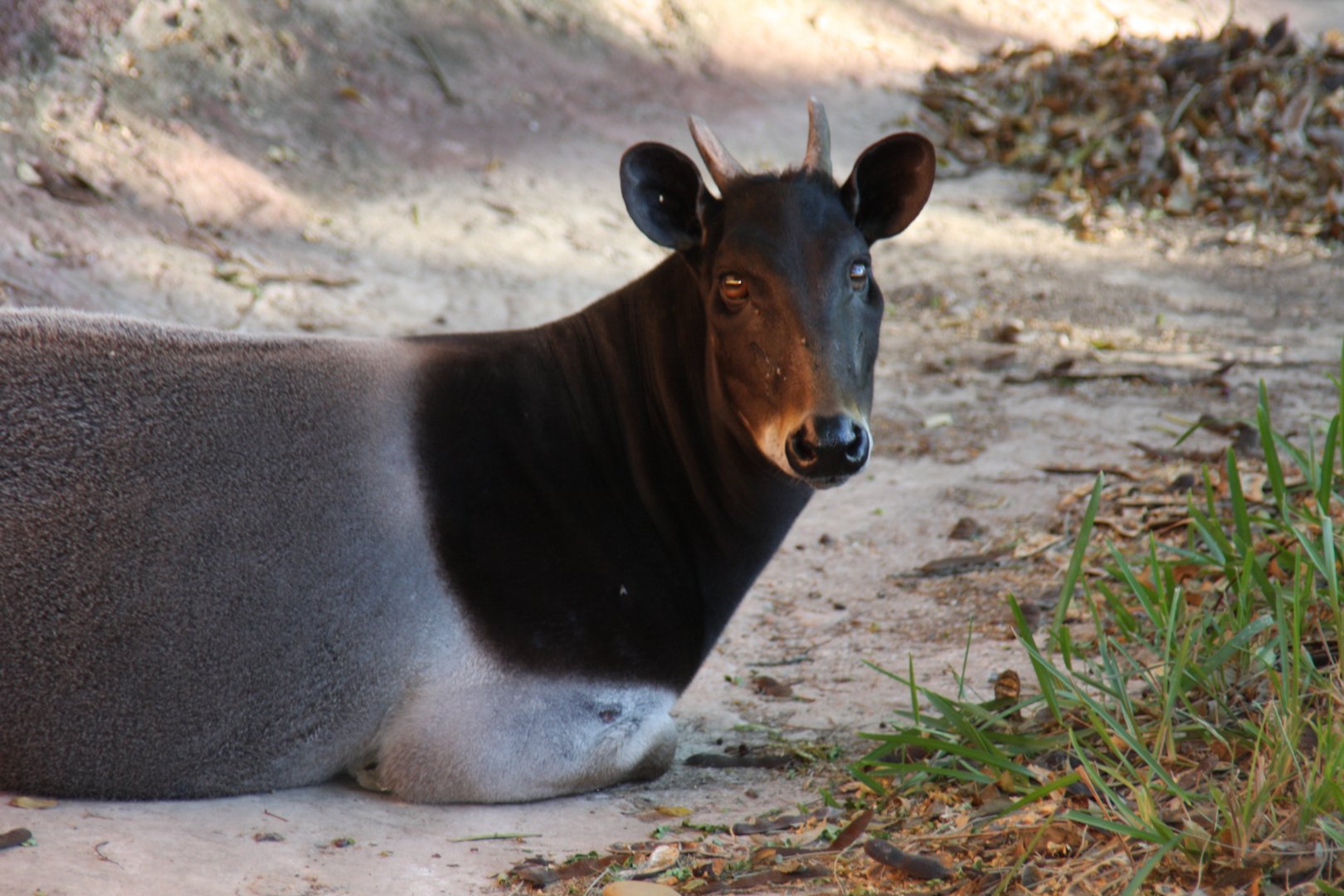 Jentink's duiker (Cephalophus jentinki)