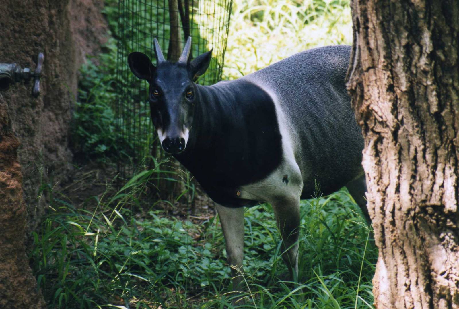 Jentink's Duiker, Gladys Porter Zoo Brownsville