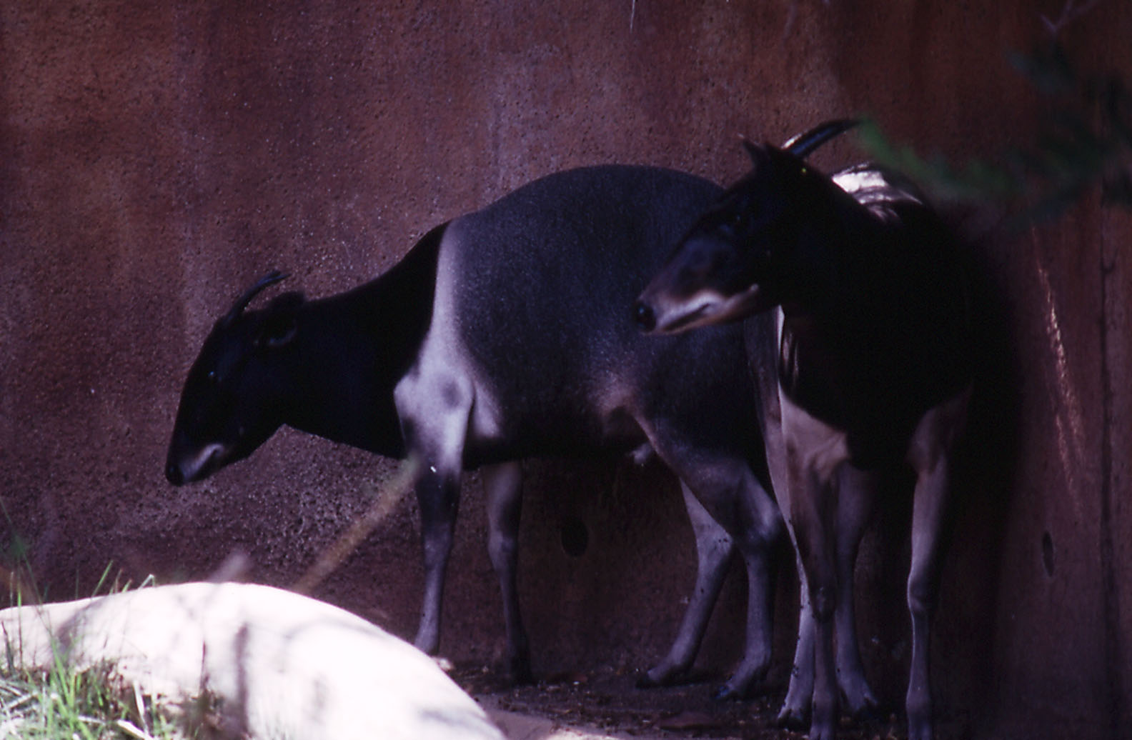 Jentinks Duiker pair - 1992