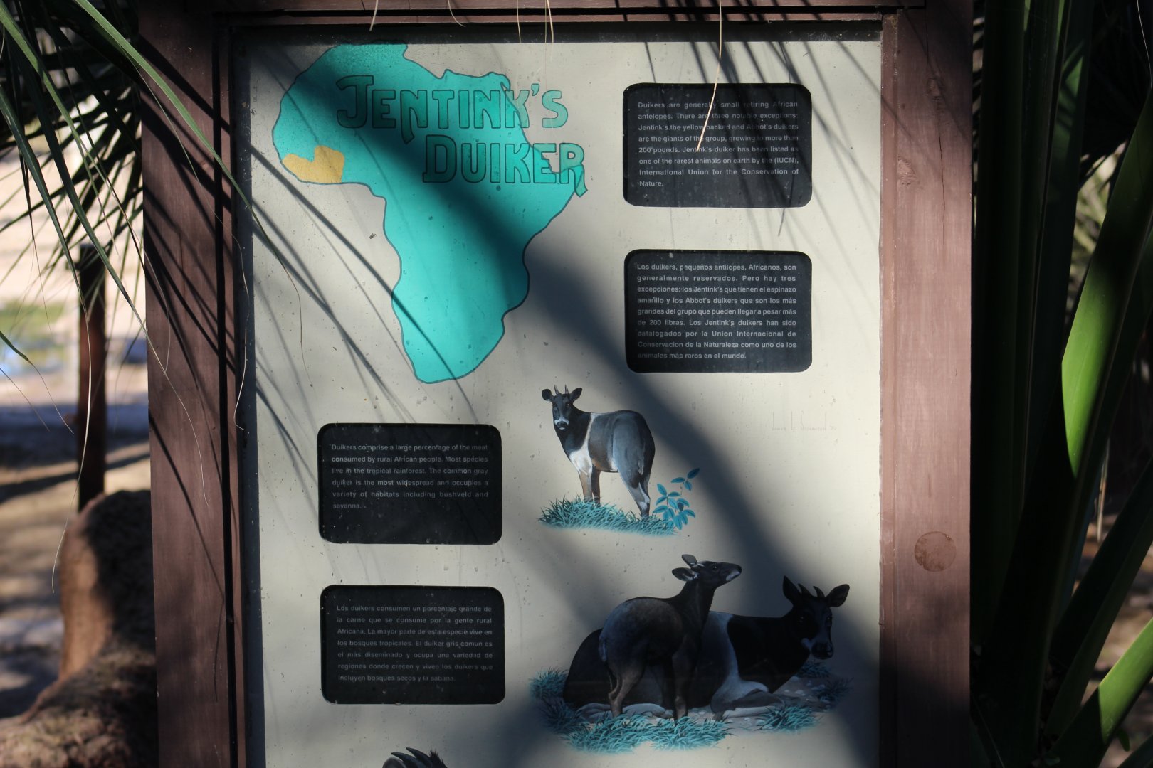 Jentink's Duiker Signage