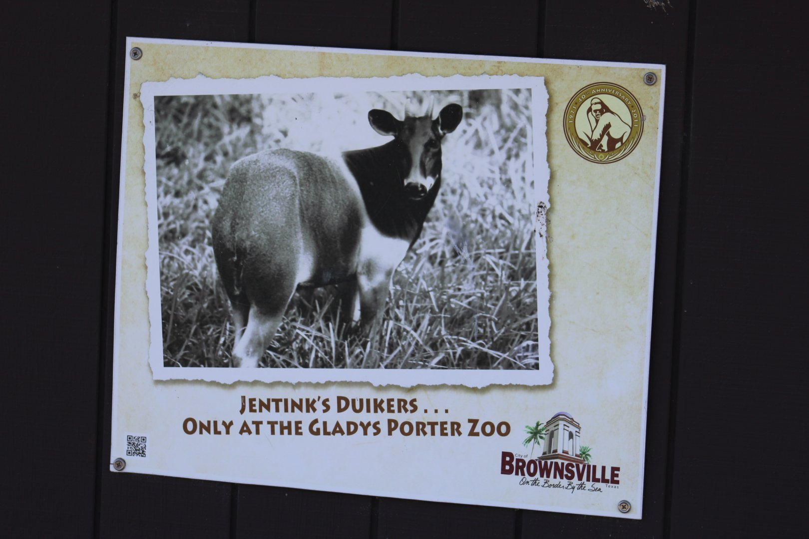 Jentink's Duiker Signage