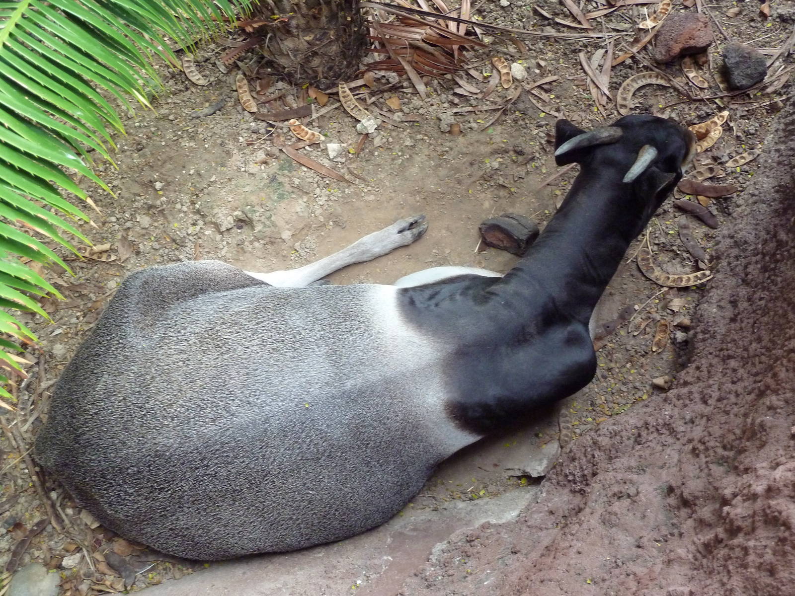 Jentink's Duiker