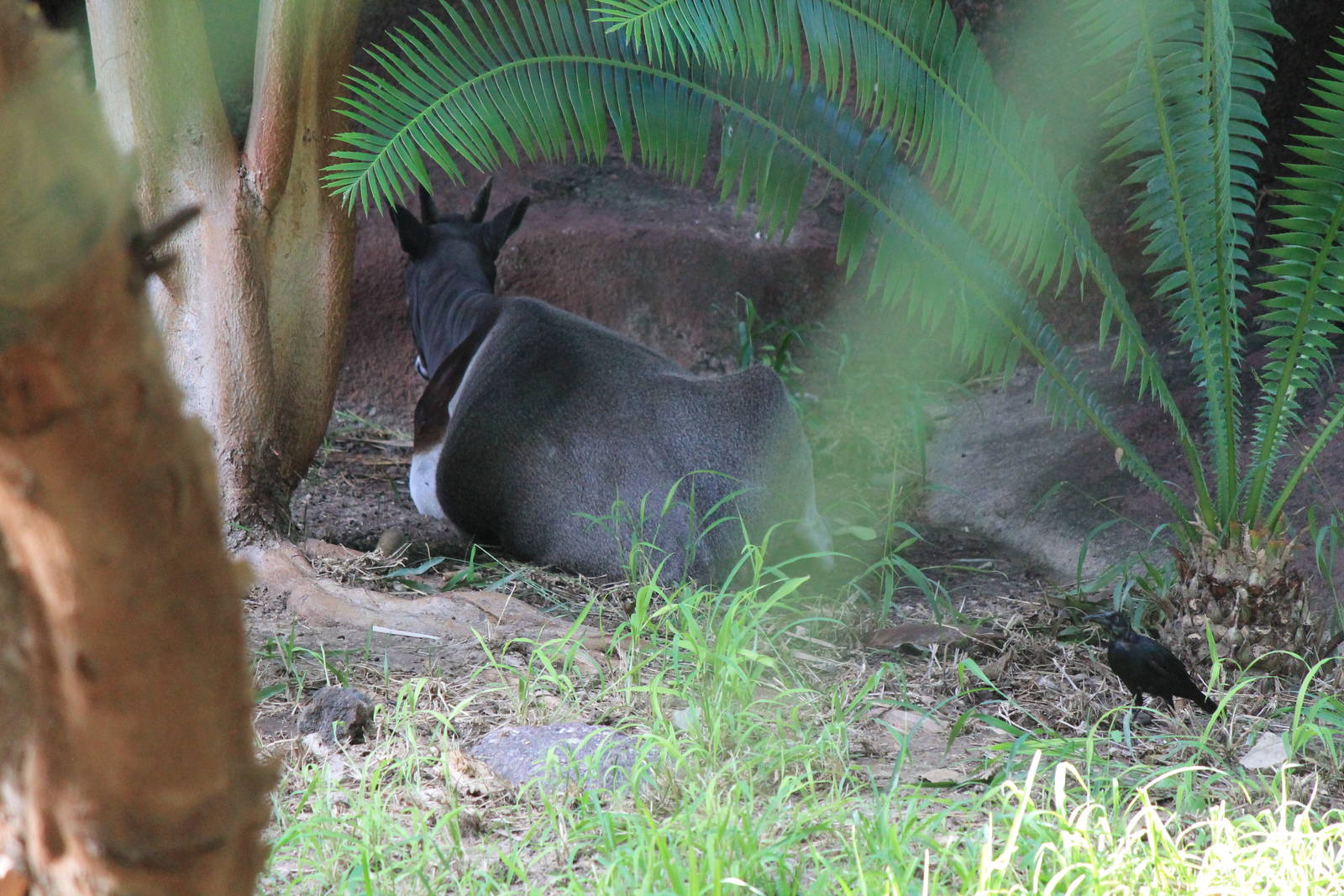Jentink's Duiker