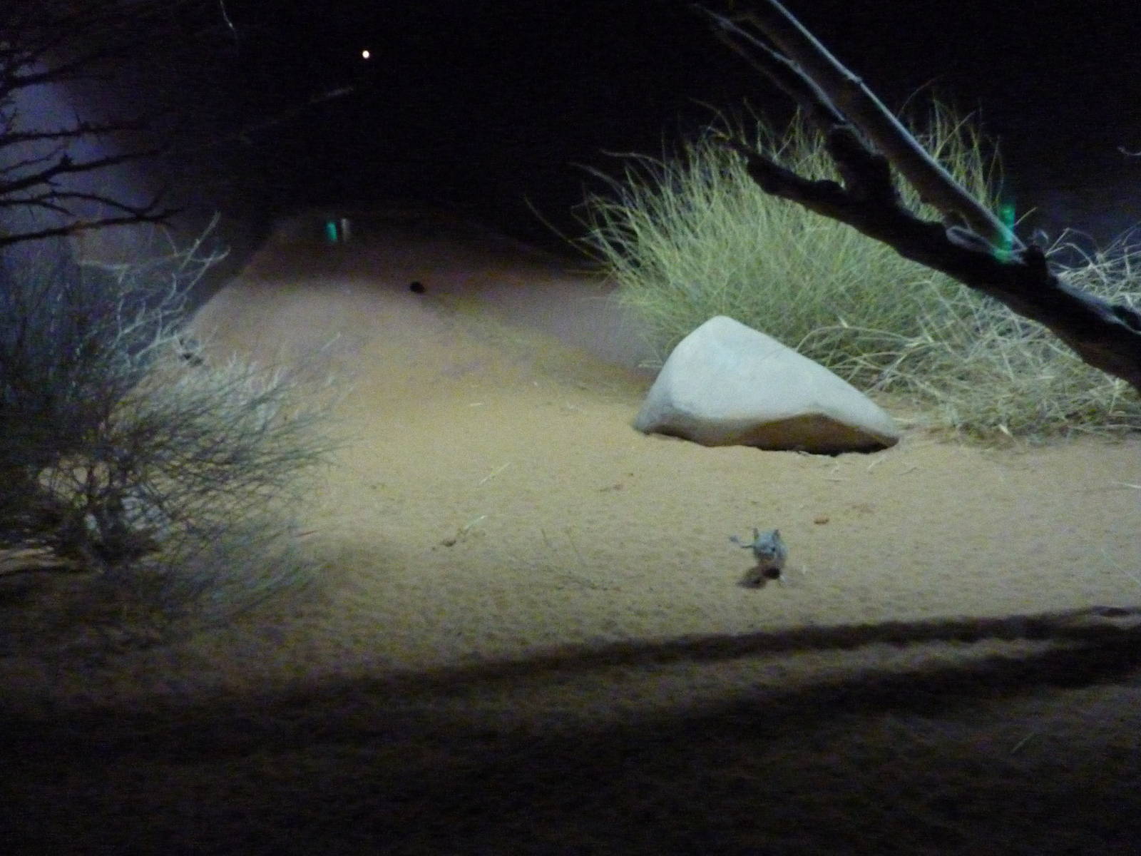 Jerboa enclosure, December 2011.