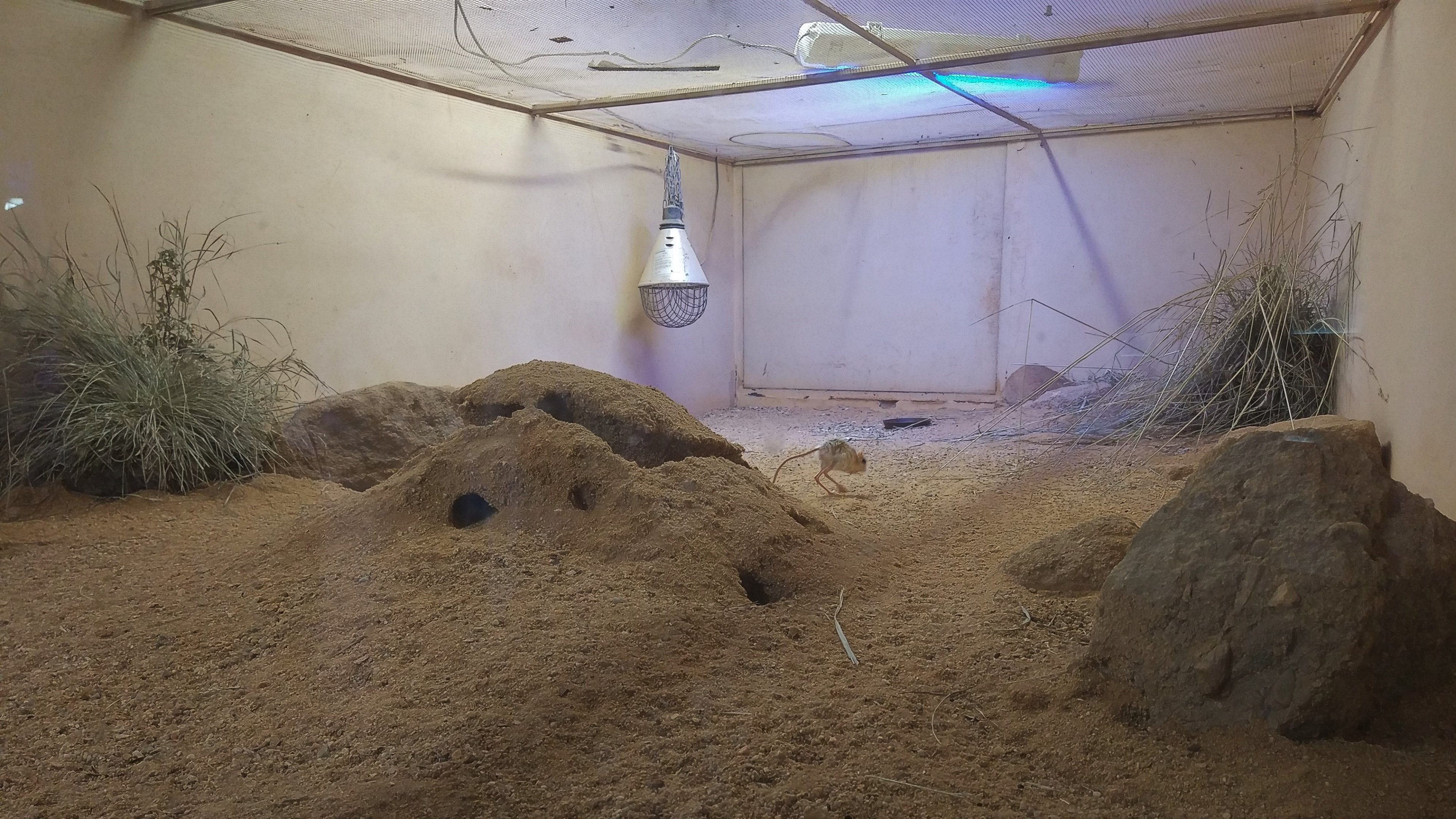 Jerboa Exhibit