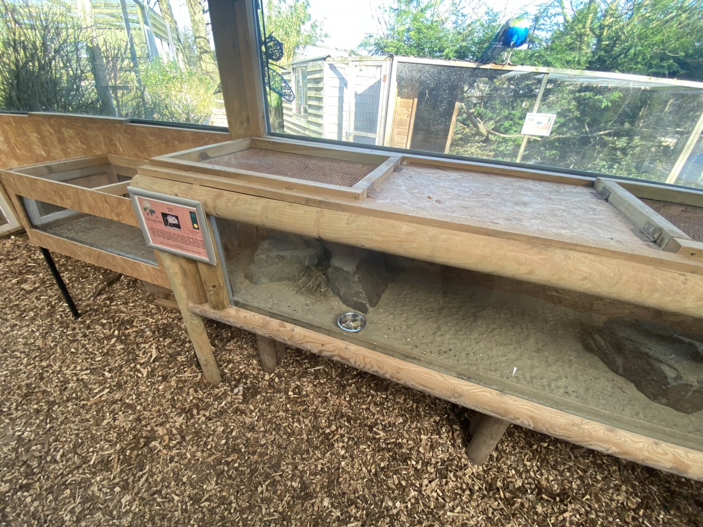 Jerboa sp. exhibit 250222