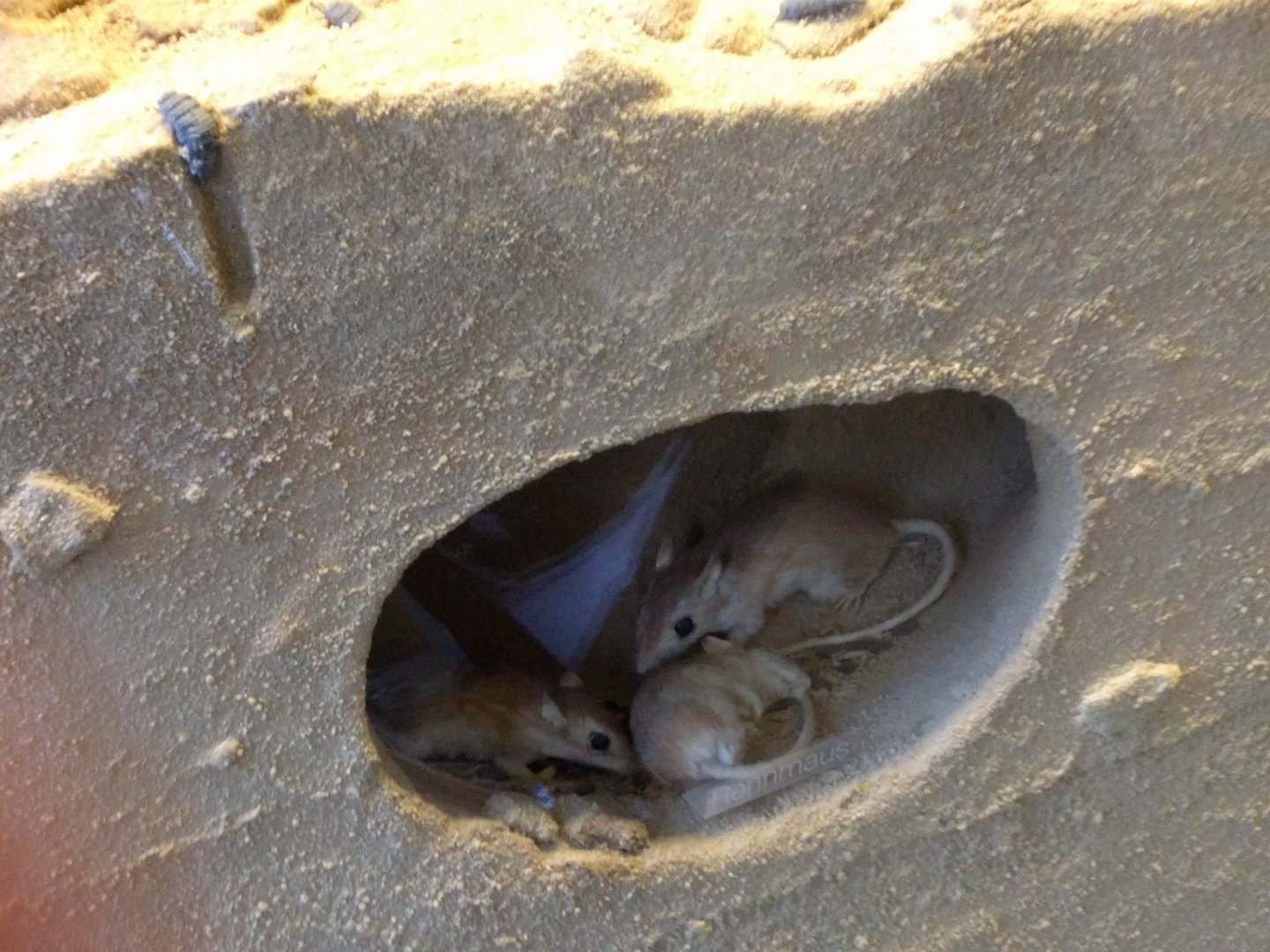 Jerboas Stuttgart Natural History Museum 2019