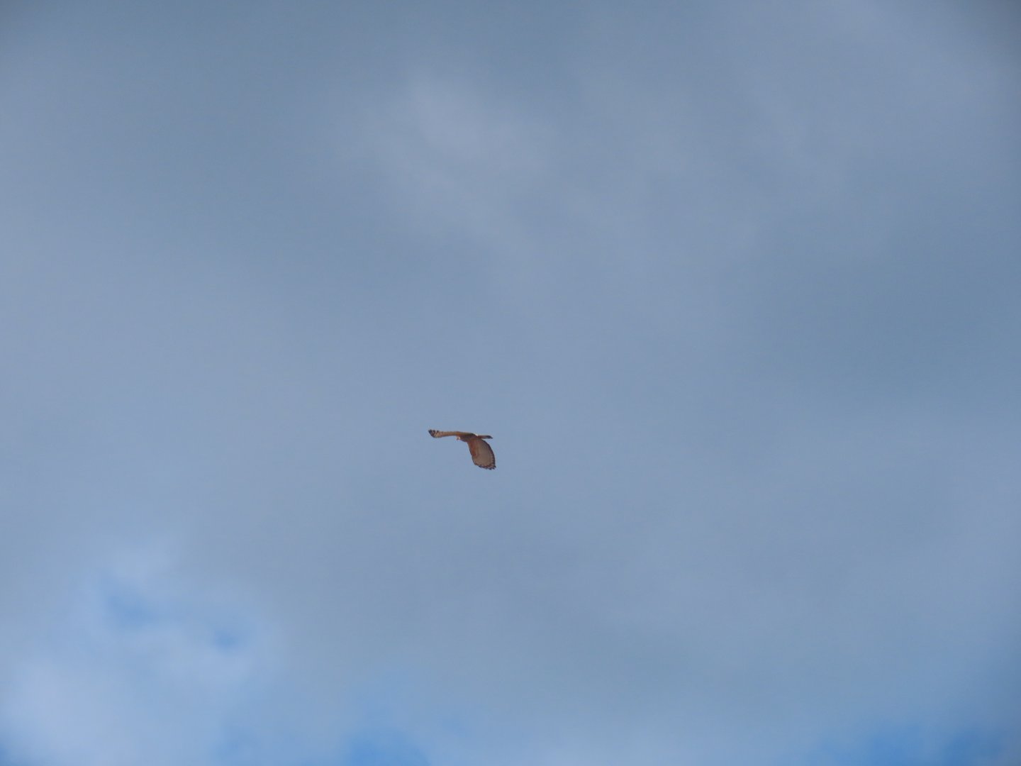 Jerdon's baza (Aviceda jerdoni)