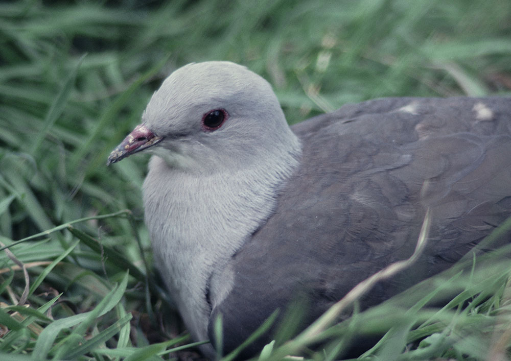 Jerdon's Imperial Pigeon 1979