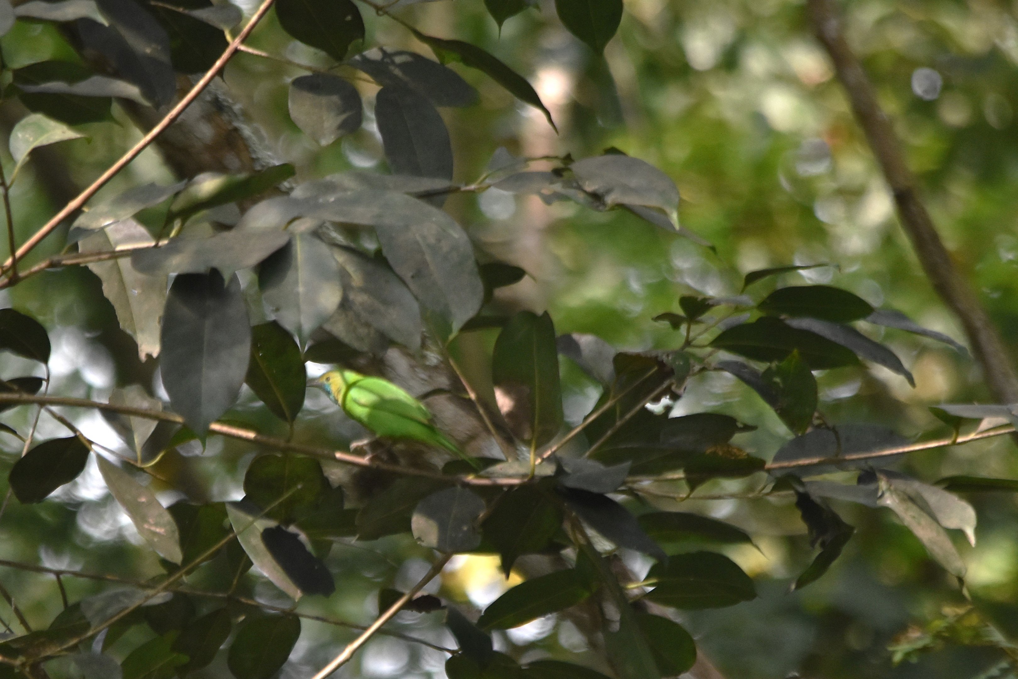 Jerdon's Leafbird, Kabini River Lodge, 20th November 2024