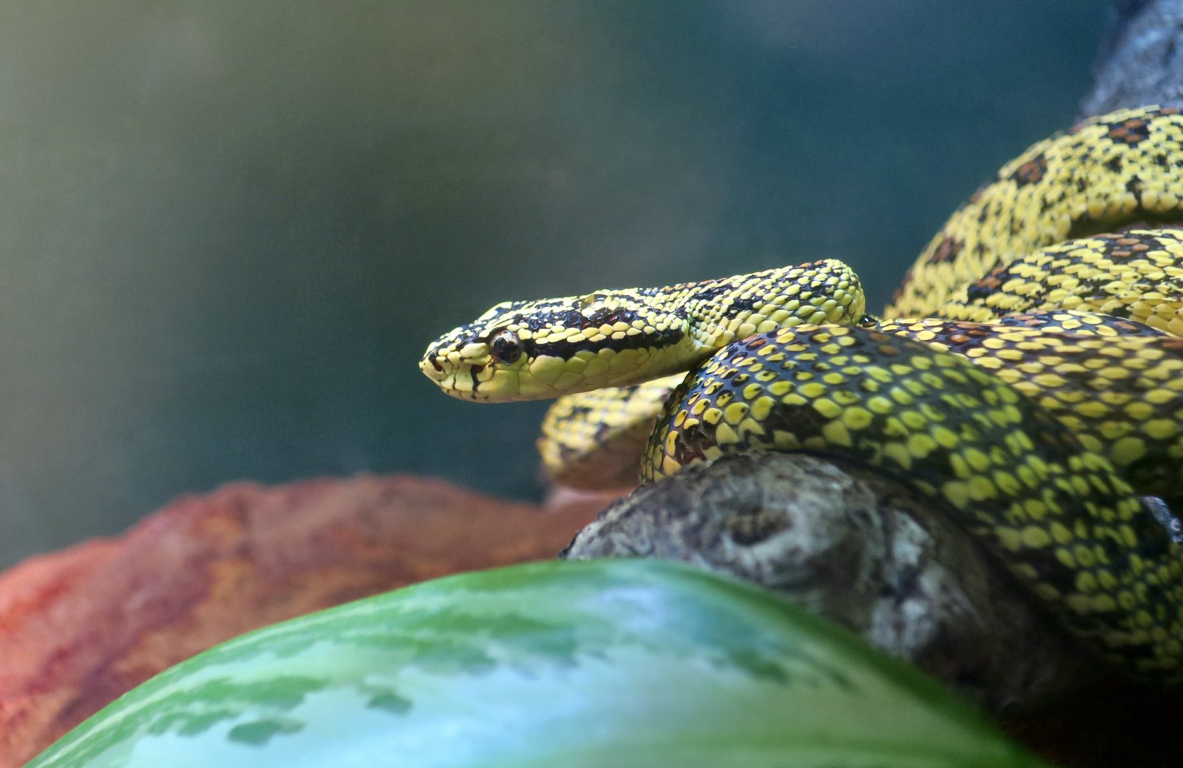 Jerdon's Pit Viper (Protobothrops jerdonii)