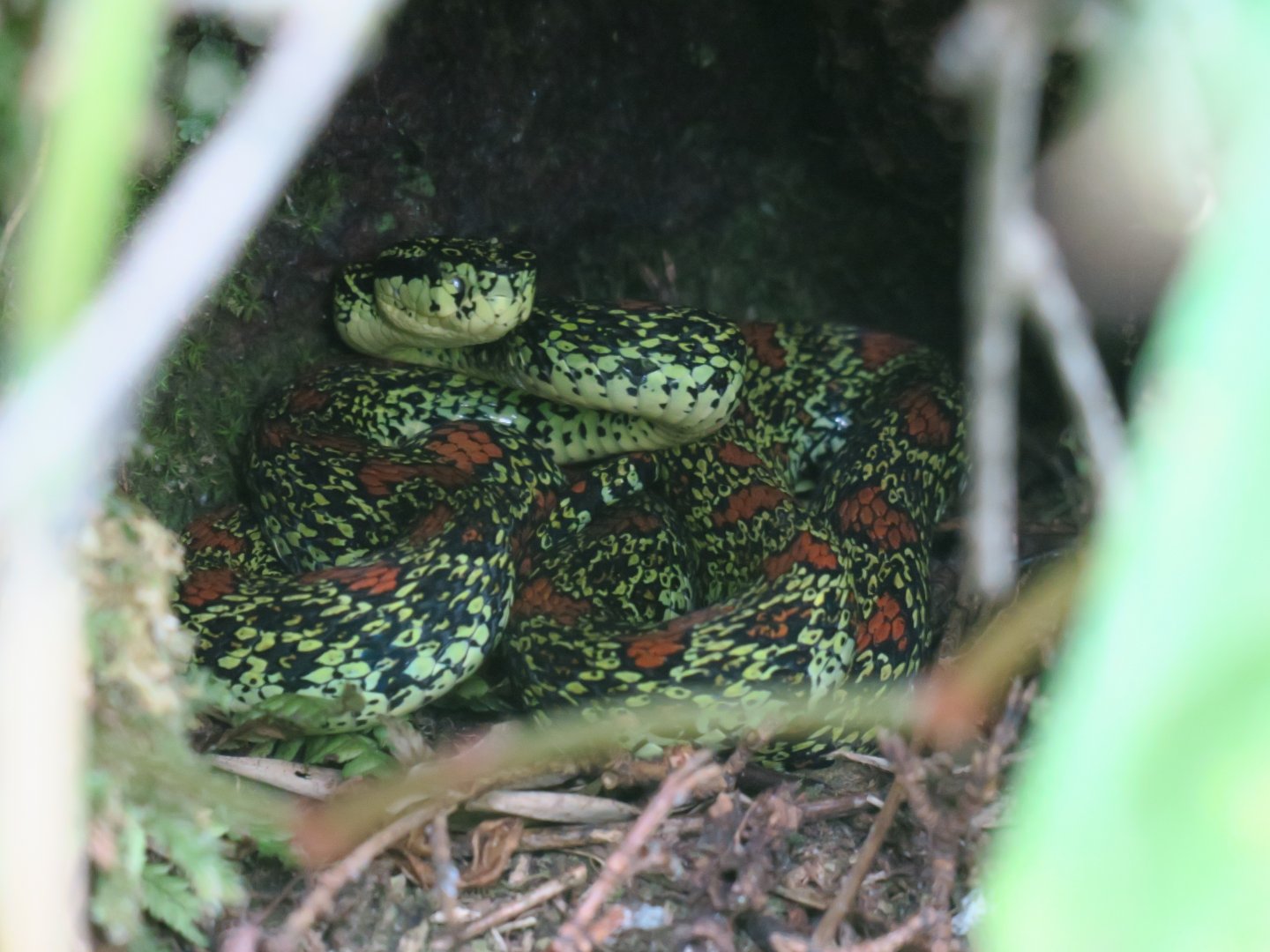 Jerdon's pit viper (Trimeresurus jerdonii)