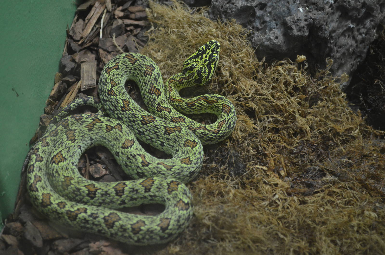 Jerdon's Pit Viper