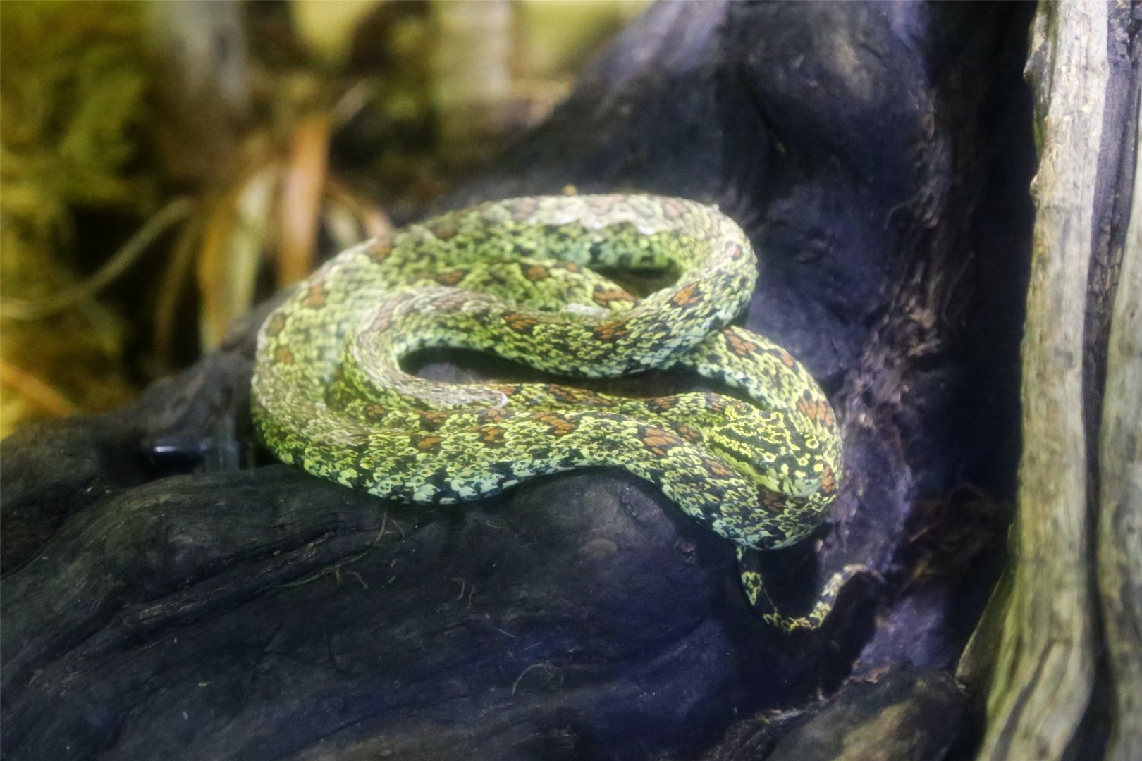 Jerdon's Pitviper (Protobothrops jerdonii)