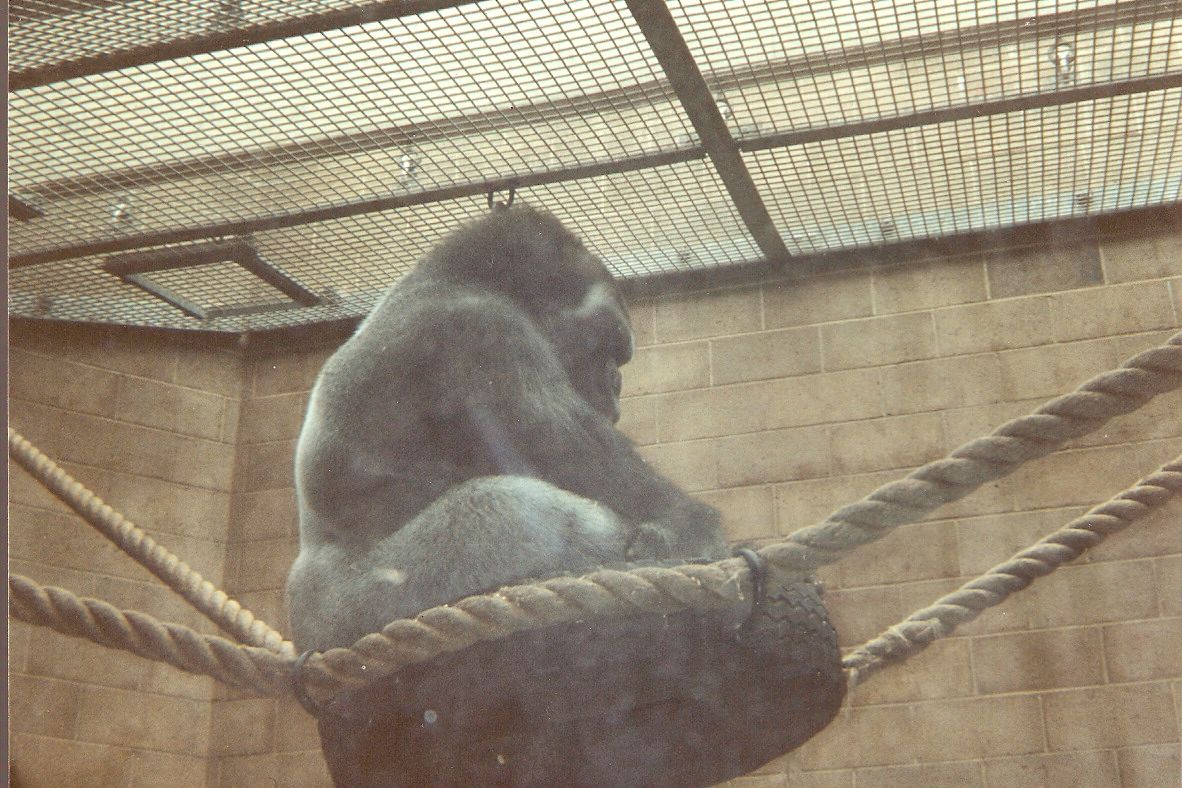 Jeremiah the gorilla at Bristol Zoo, 26 June 1994
