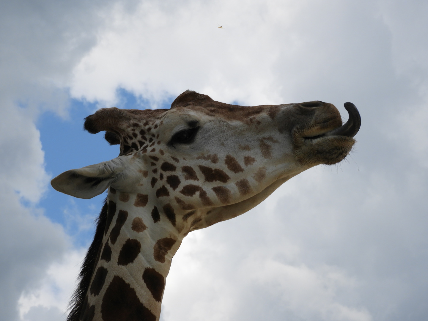 Jericho, Lord of the Skies