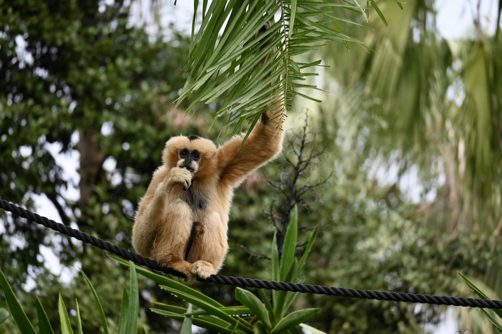 Jermei-Female White Cheeked Gibbon 2025