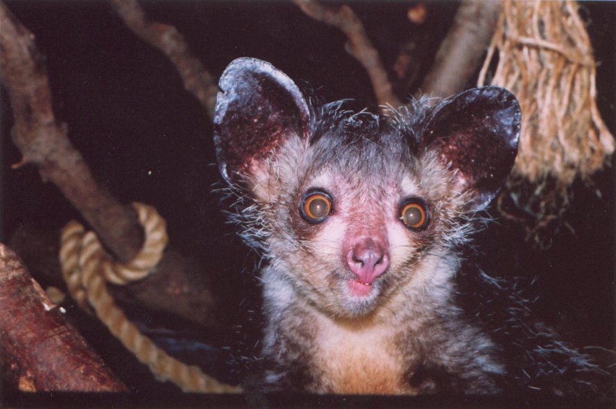 Jersey, Aye aye, 2002