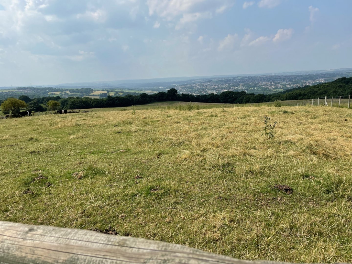 Jersey Cow Enclosure at Charlotte's Ice Cream Parlour (July 2021)