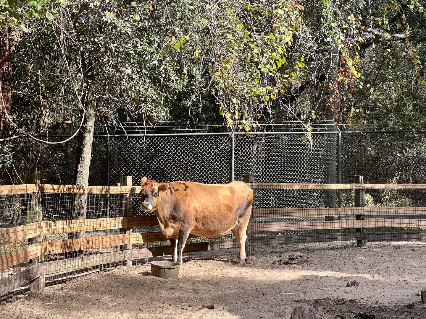 Jersey Cow on the farmstead