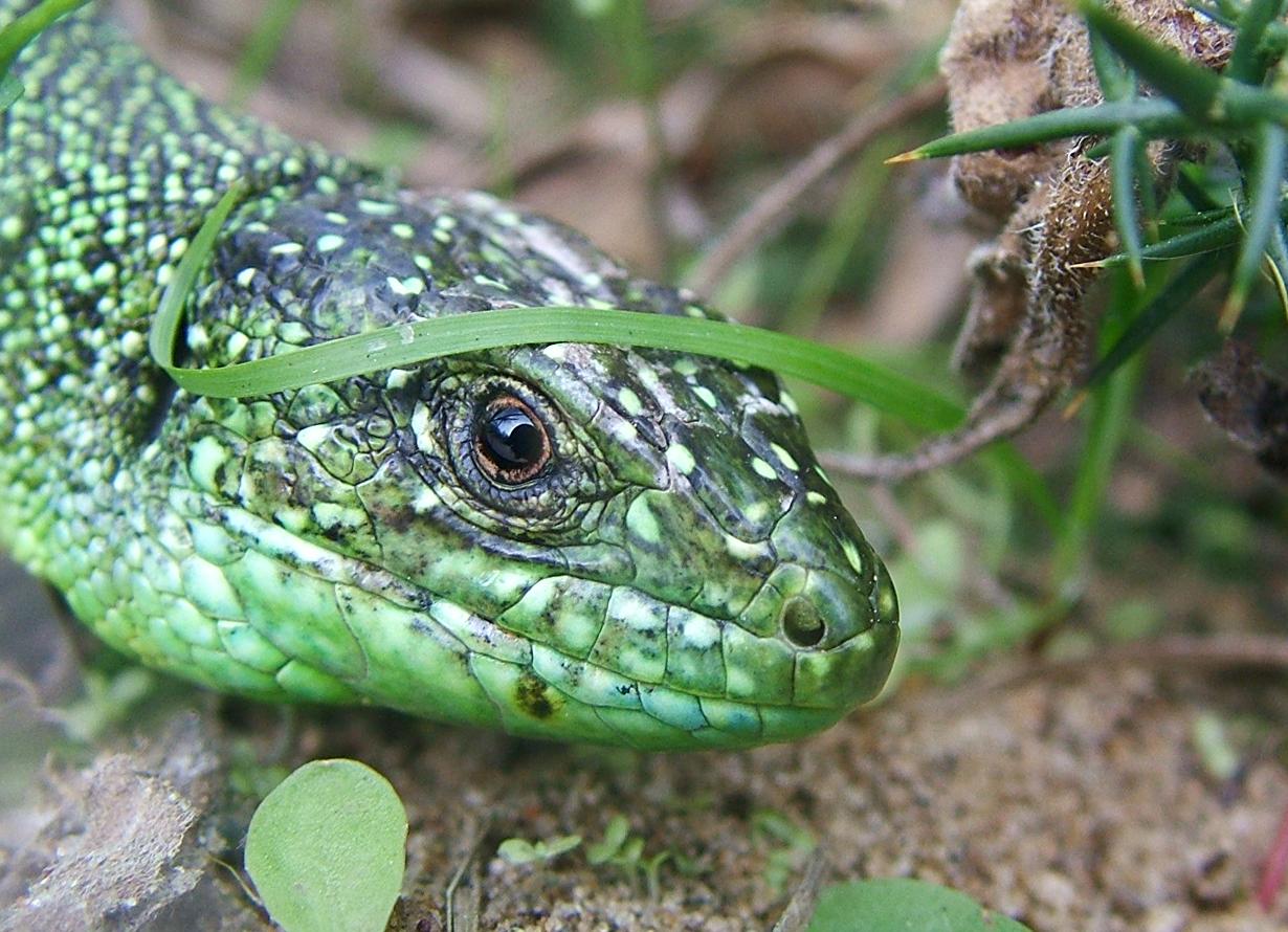 Jersey Green Lizard