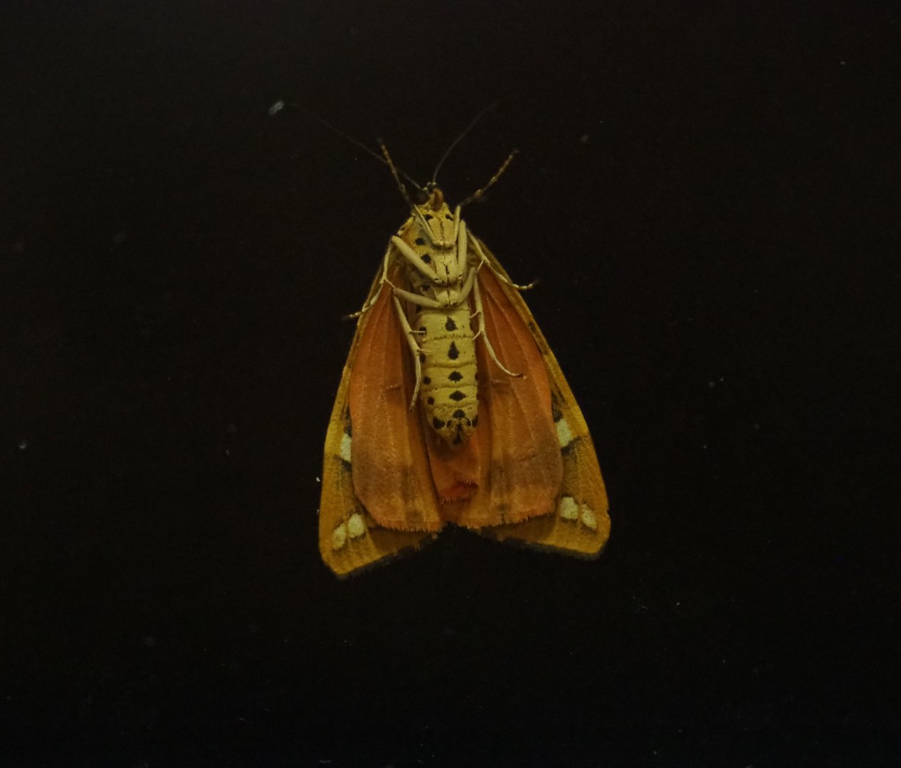 Jersey tiger moth (Euplagia quadripunctaria), 2020-07-28
