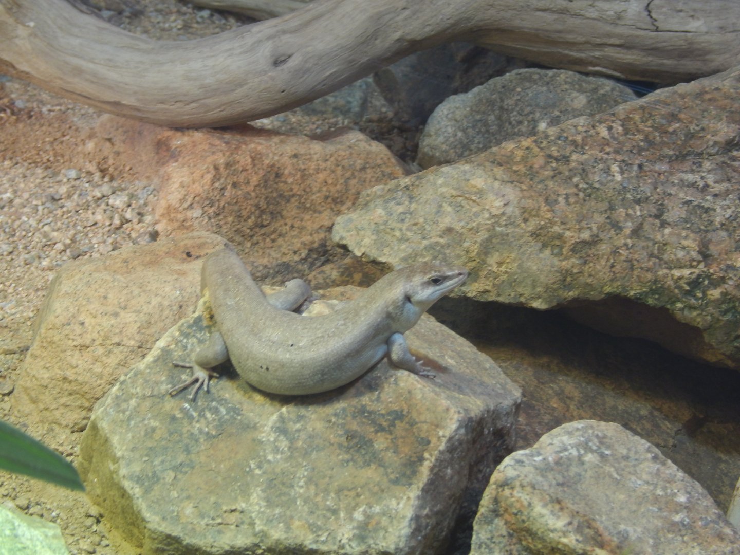 Jersey Zoo January 2019