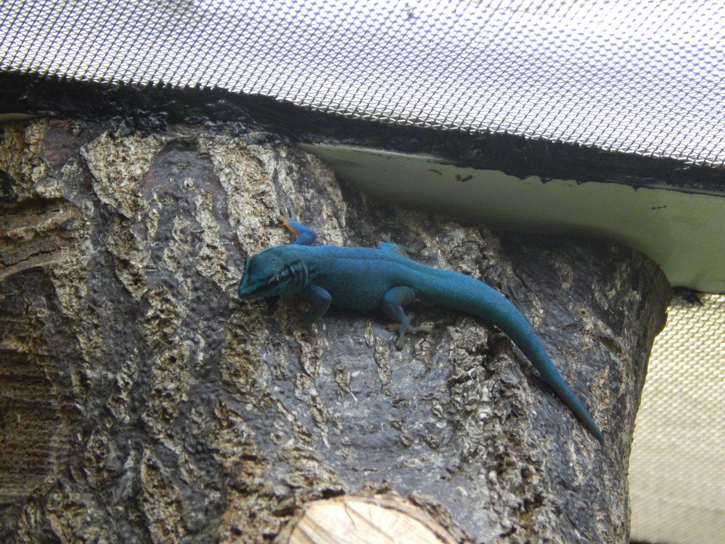 Jersey Zoo January 2019