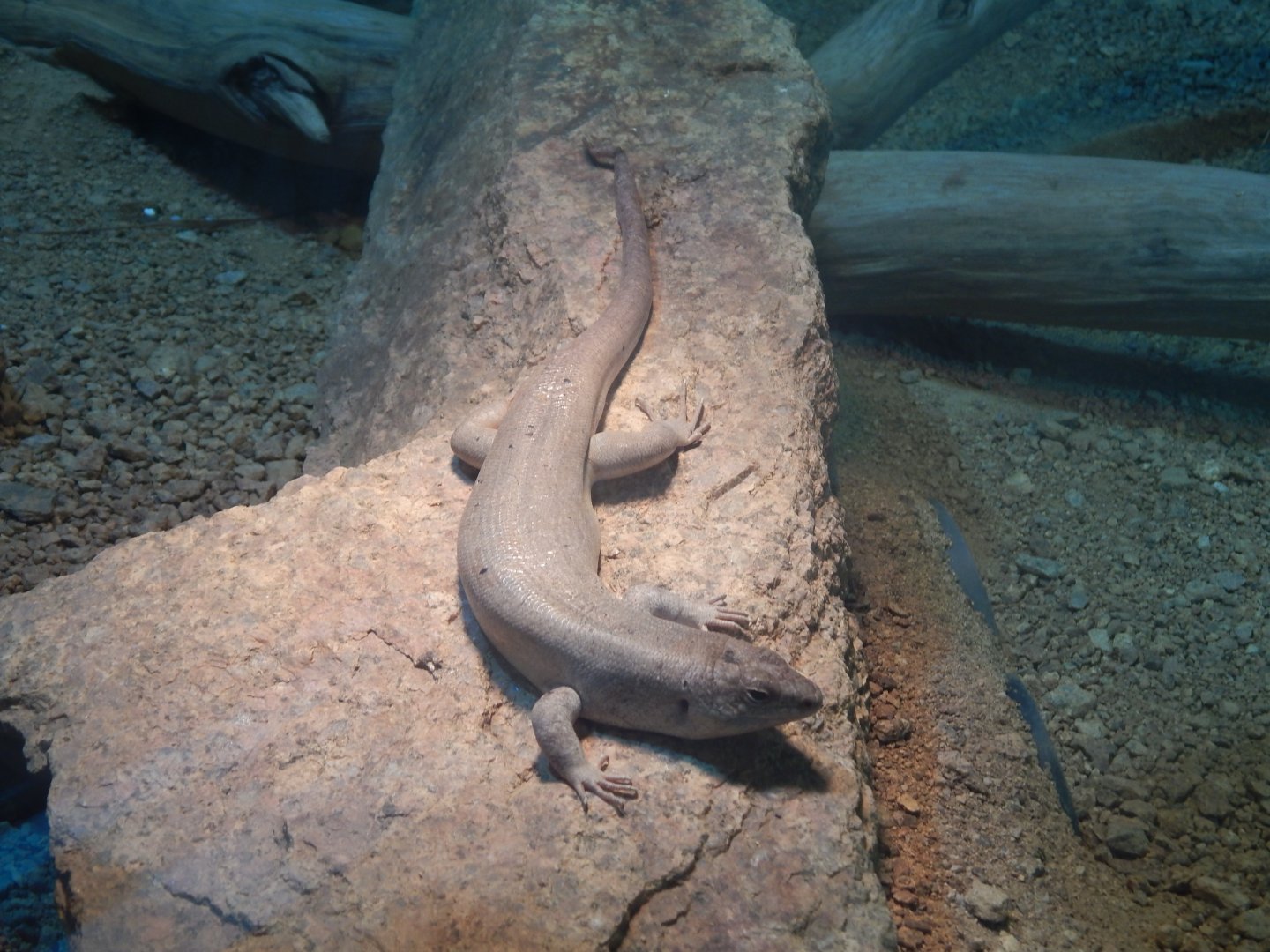 Jersey Zoo January 2019