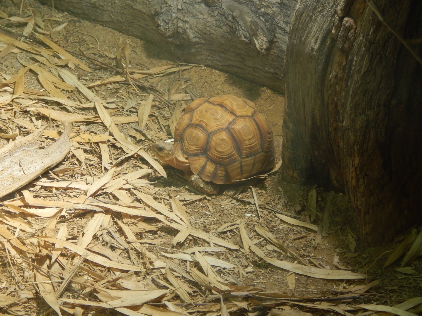 Jersey Zoo January 2019